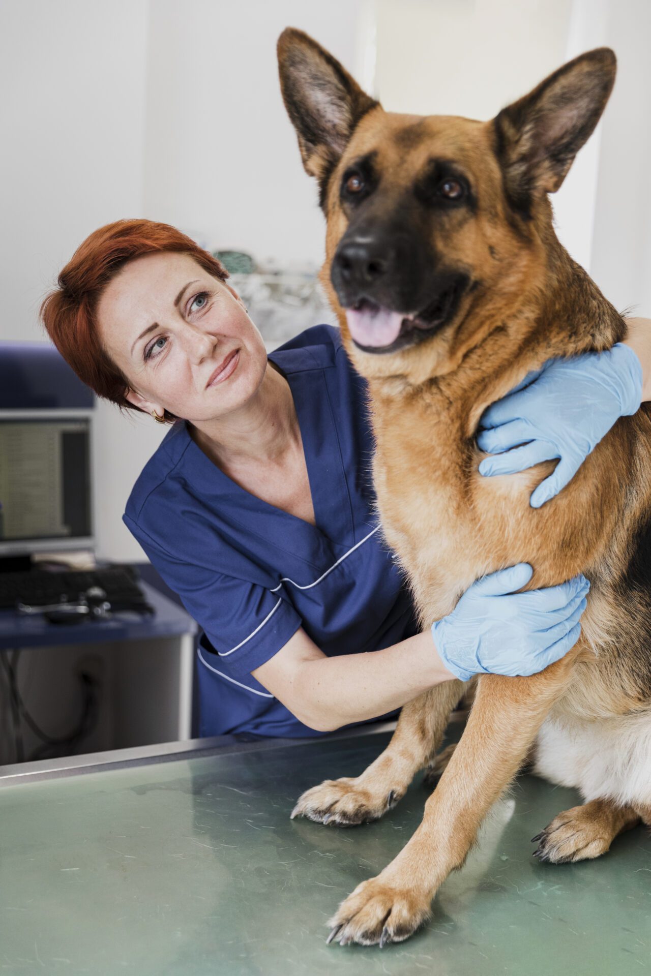 Close up on veterinary doctor taking care of pet